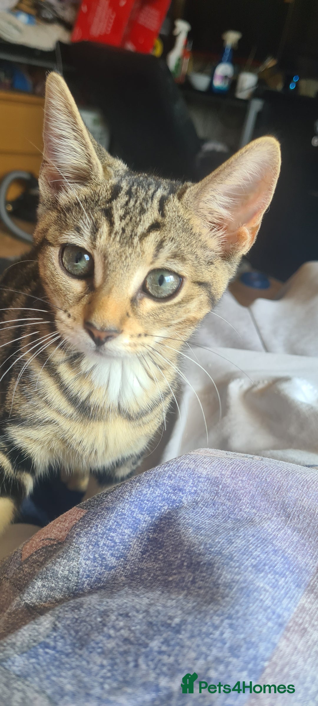Bengal cats for sale: Mixed bengal kittens   - Image 18