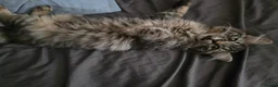 Ragdoll cats for sale: last remaining Ragdoll cross scottish strait - Advert 2