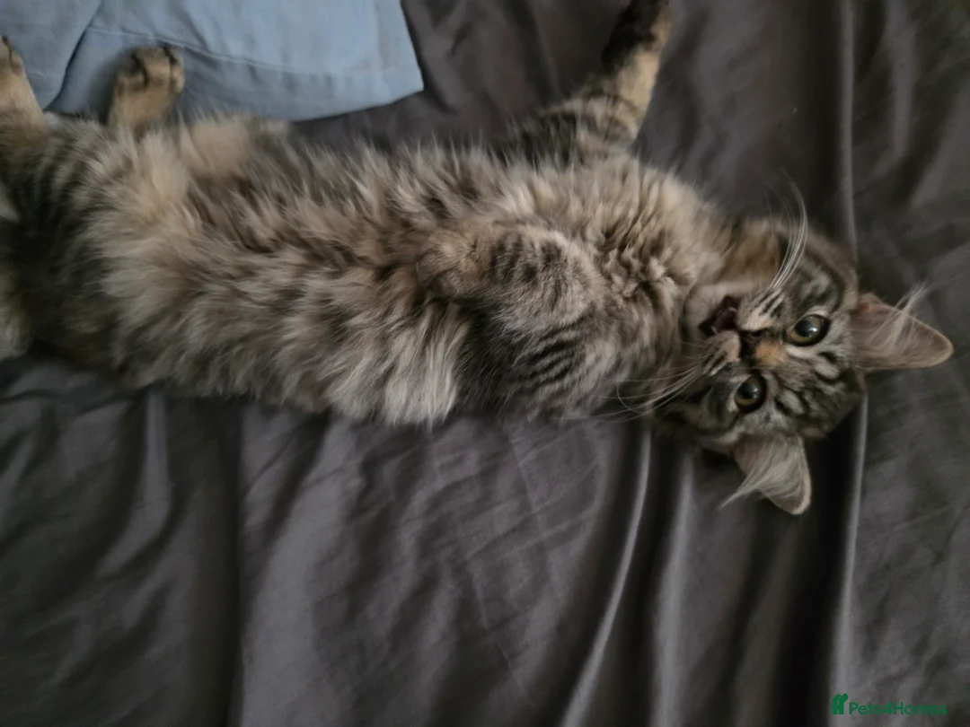 Ragdoll cats for sale: last remaining Ragdoll cross scottish strait - Advert 2