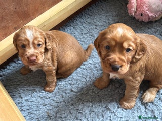 Cocker Spaniel dogs KC Working Cocker golden docked - Advert 1