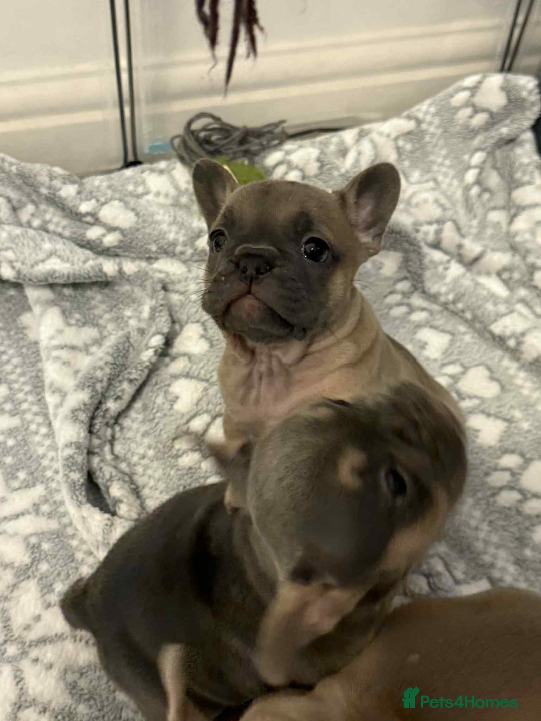 French Bulldog dogs for sale: French bulldog  - Advert 3