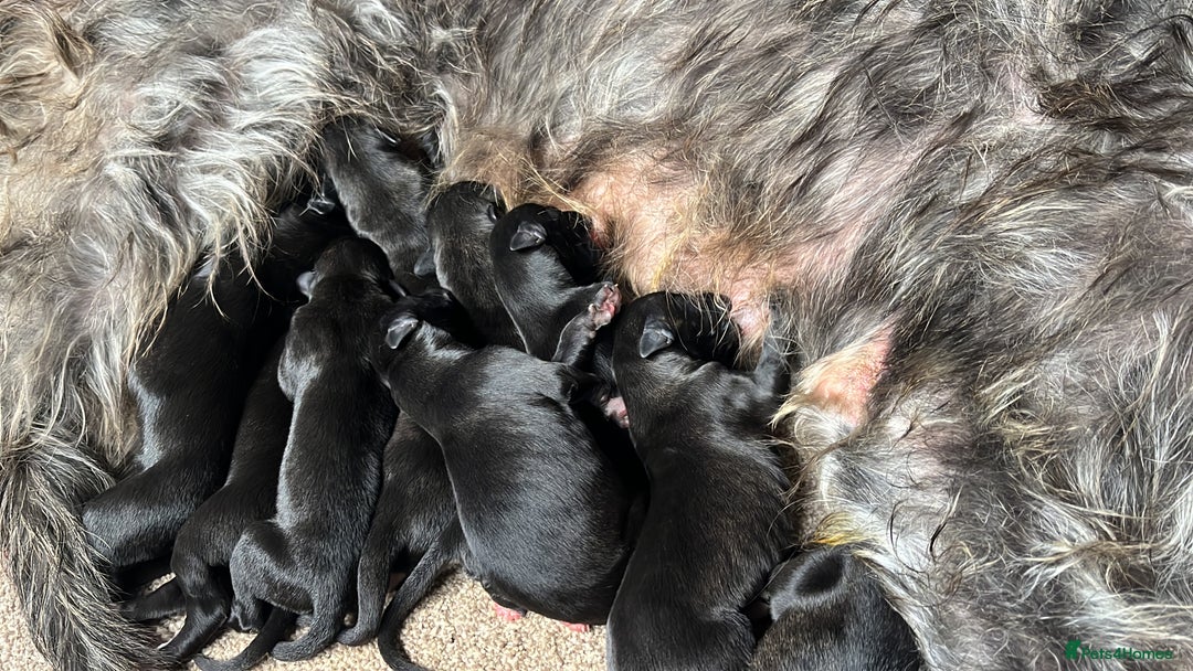 Deerhound dogs for sale: Deerhound puppies - Image 4