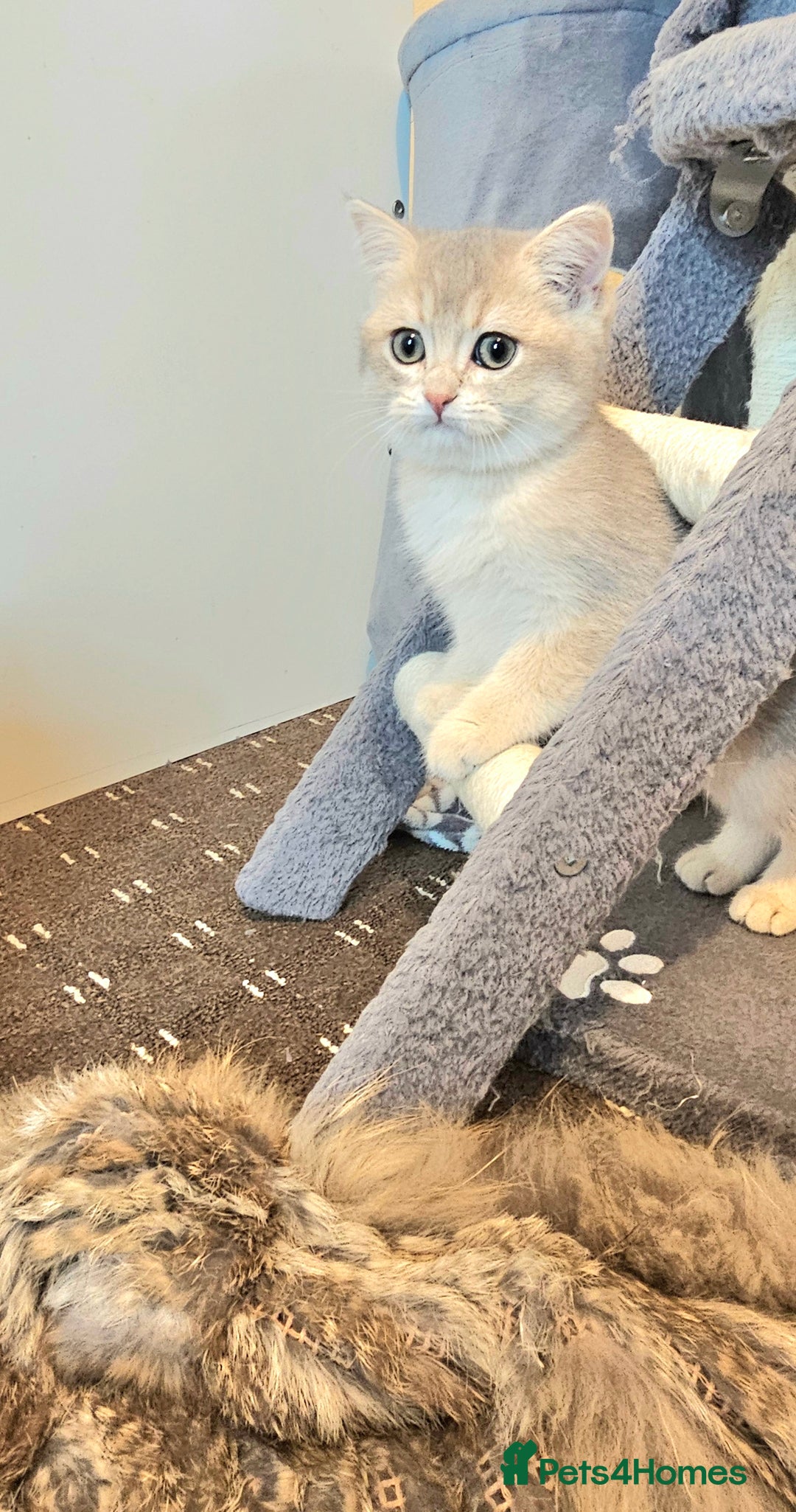 British Shorthair cats for sale: BSH GOLDEN KITTENS - Advert 18