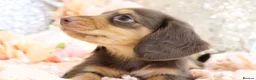Miniature Dachshund dogs for sale: KC Longhair Miniature Dachshunds - Advert 3