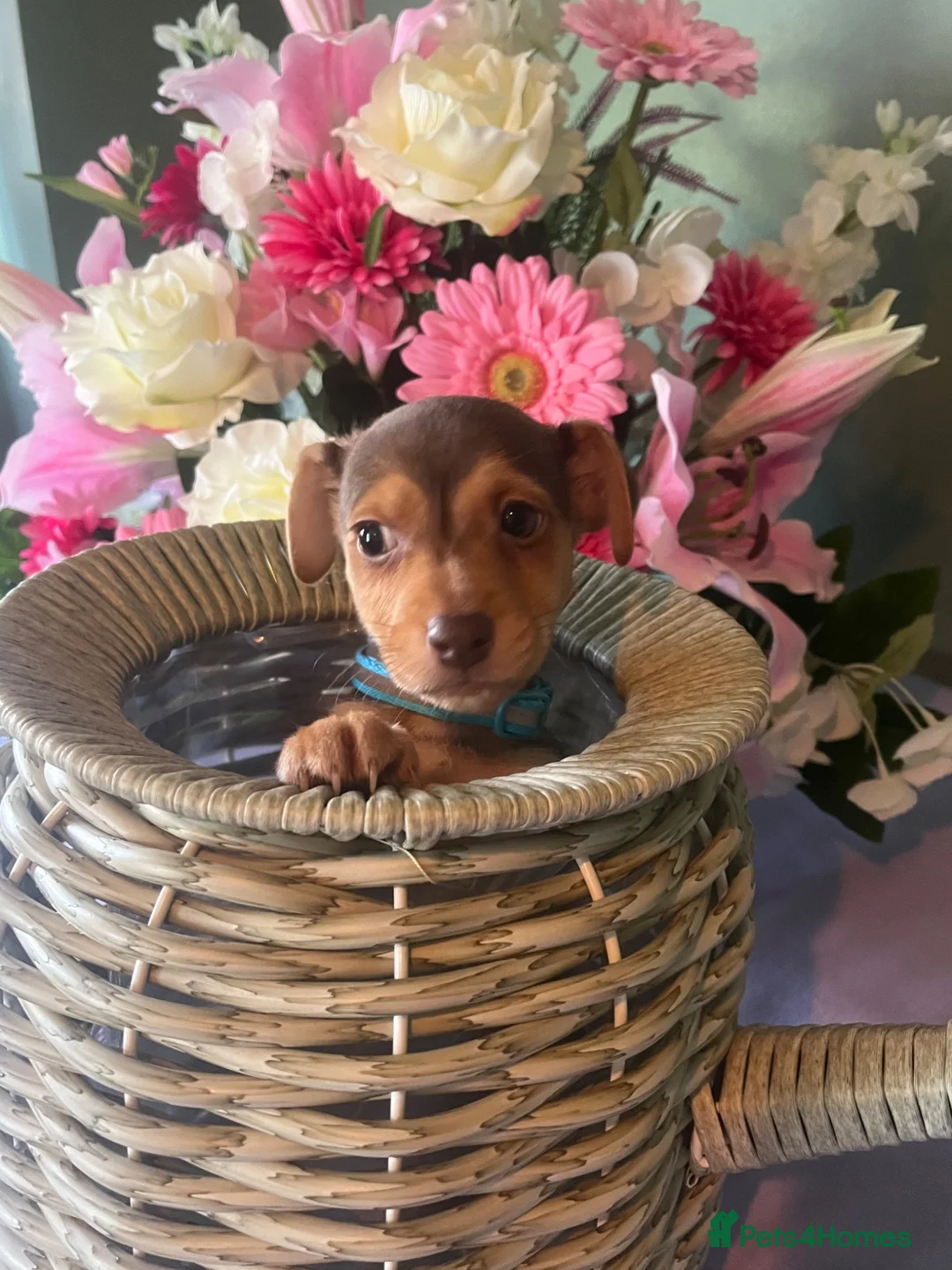 Jack Russell dogs for sale: Wenlock Jack Russells  - Advert 23