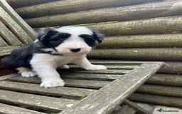 Mixed Breed dogs for sale: Border collie cross/bearded collie puppies  - Image 20