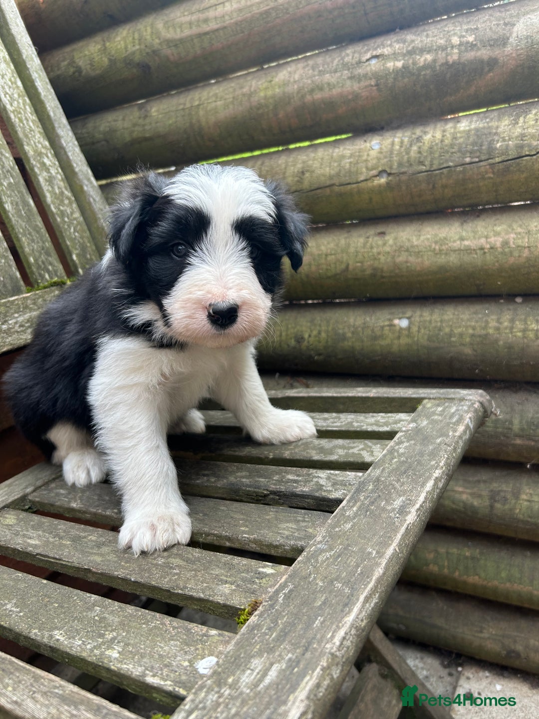 Mixed Breed dogs for sale: Border collie cross/bearded collie puppies  - Image 20