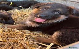 German Shepherd dogs for sale: Stunning Gsd puppies for sale  - Image 4