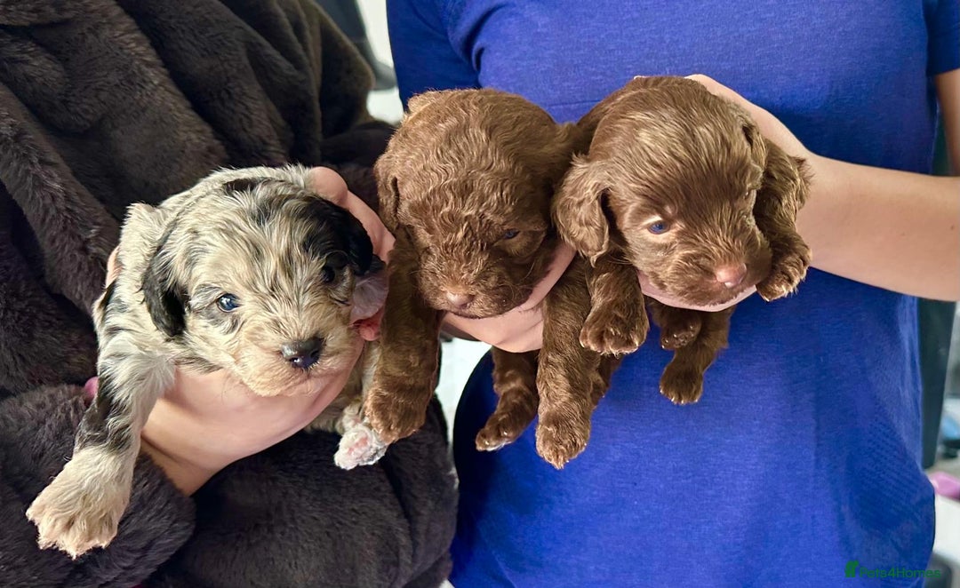 Yorkiepoo dogs for sale:  We go We - Advert 2