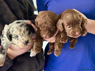 Yorkiepoo dogs We go We - Advert 17