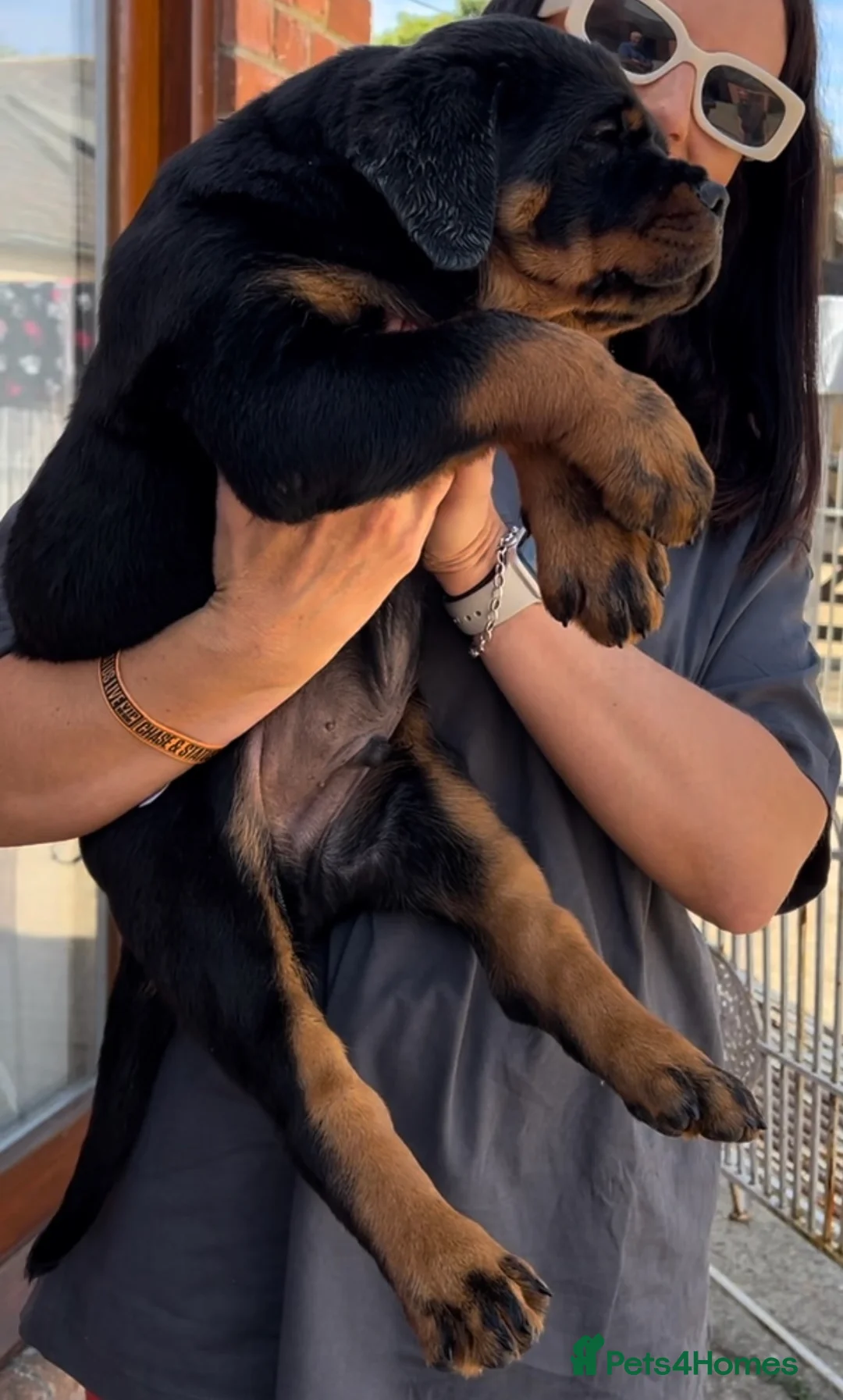 Rottweiler dogs for stud: HUGE HEALTH TESTED STUD - 0/0 hips 0/0 elbows in Bedford - Advert 11