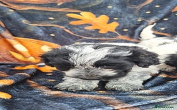 Poochon dogs for sale: 2 beautiful poochon girls - Image 3