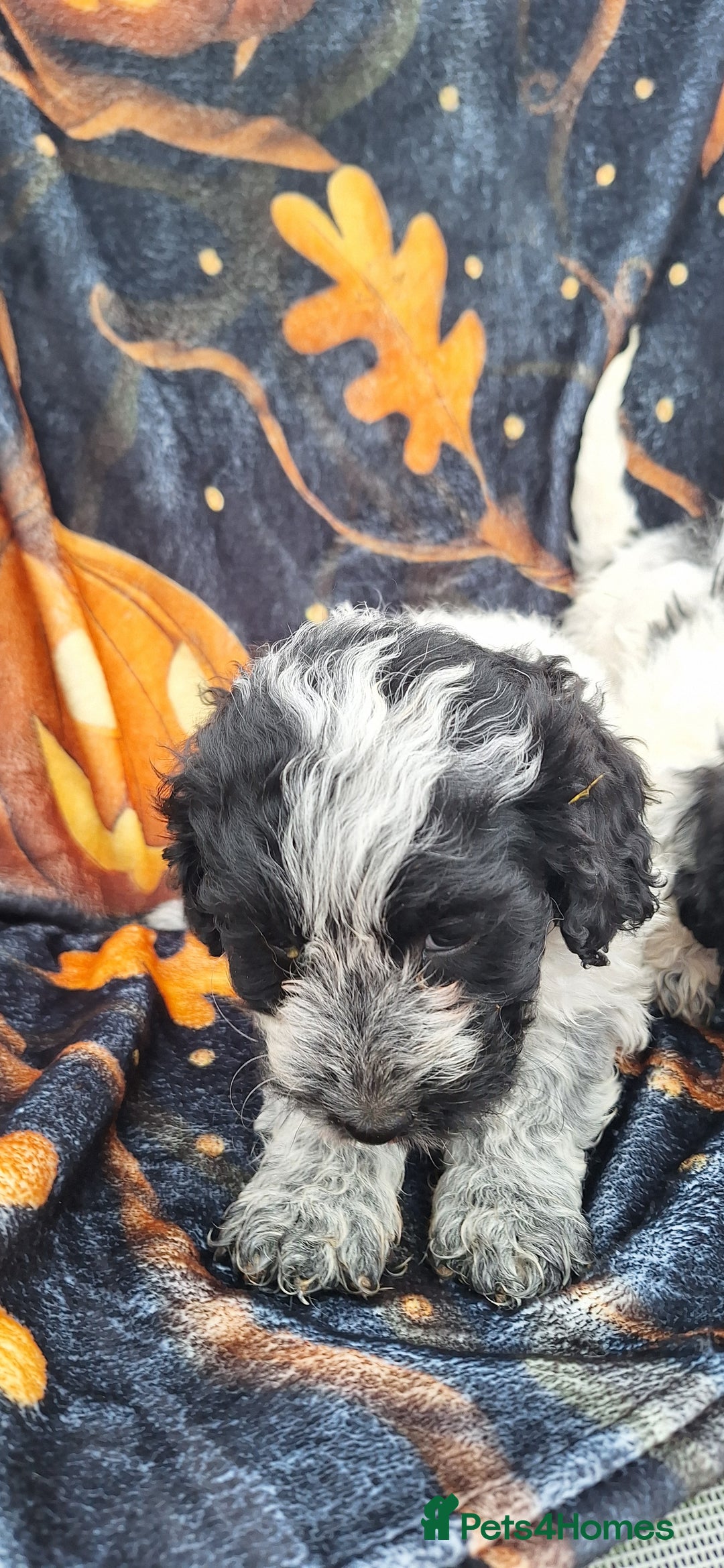 Poochon dogs for sale: 2 beautiful poochon girls - Image 3