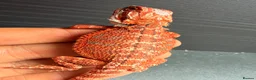 Bearded Dragon reptiles for sale: Red Monster baby bearded dragons ready to go!  - Advert 13