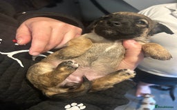 Mixed Breed dogs for sale: Jack Russell dachshund poodle mix - Image 13