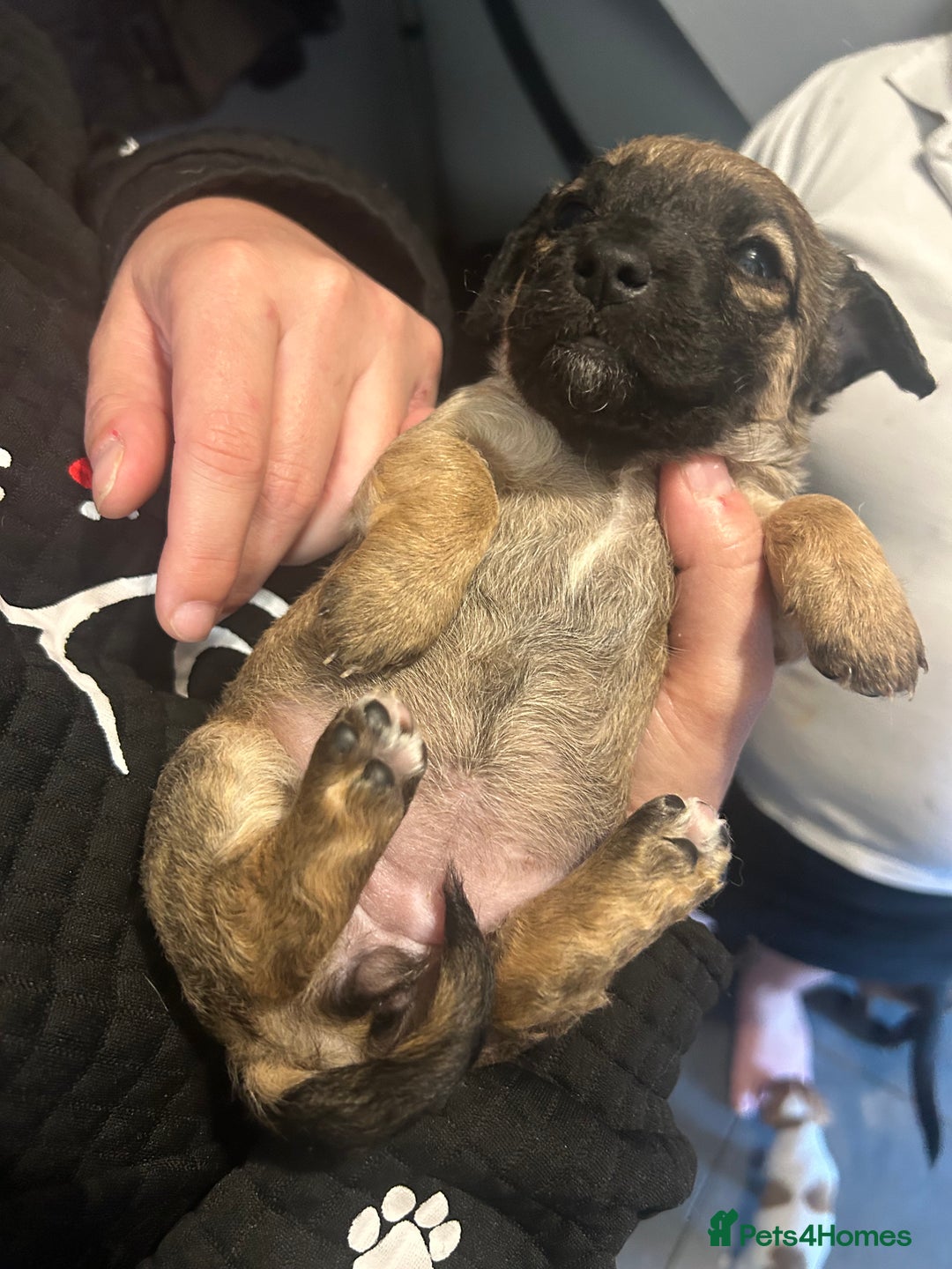 Mixed Breed dogs for sale: Jack Russell dachshund poodle mix - Image 13