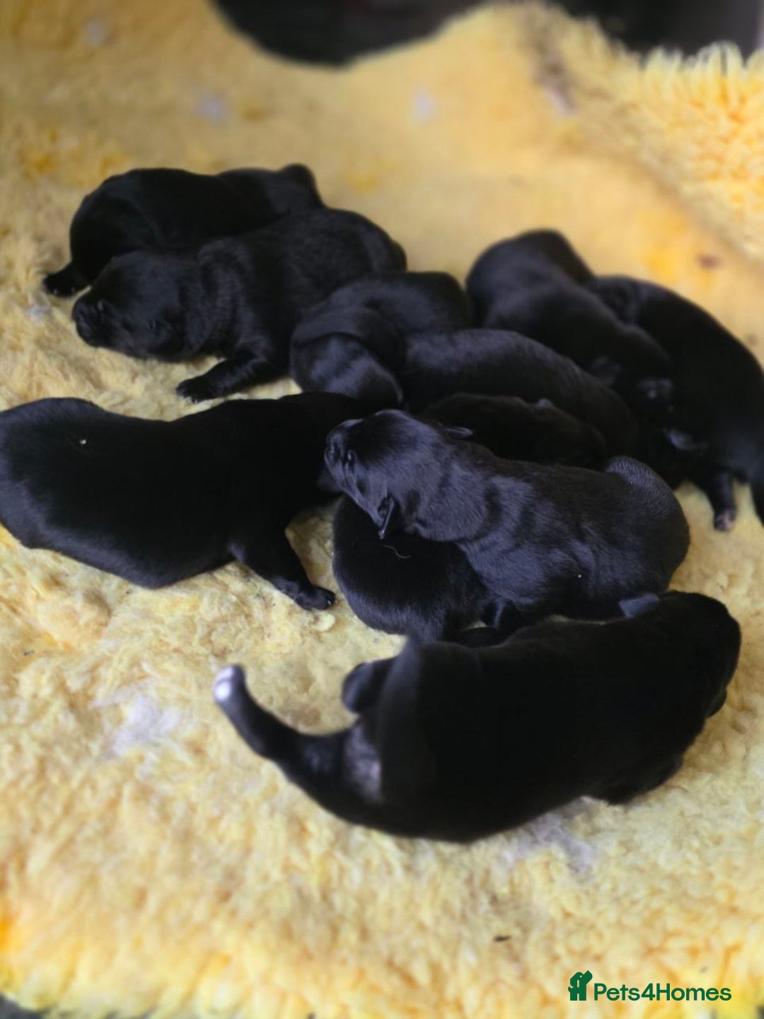 Mixed Breed dogs for sale: Aussiedor puppies - Image 1