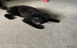 Cavapoo dogs for sale: Black female cavapoo - Image 1