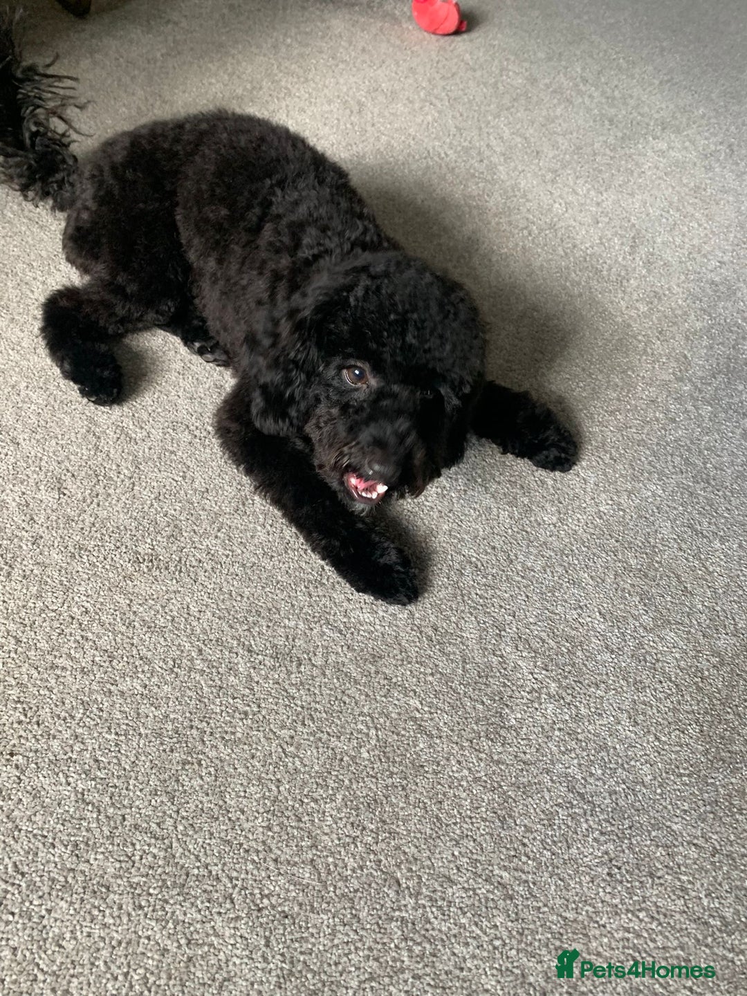 Cavapoo dogs for sale: Black female cavapoo - Image 1