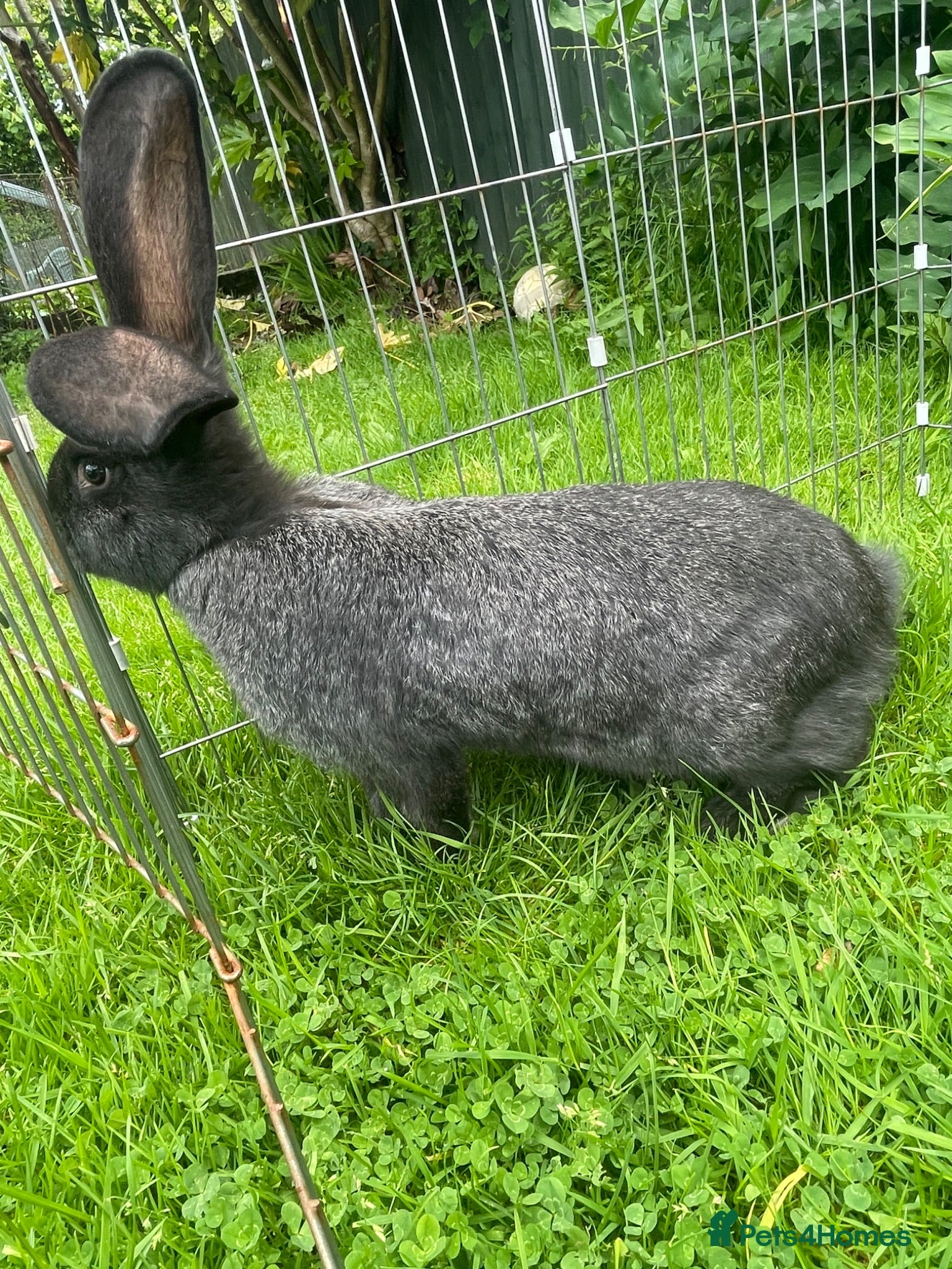 Continental Giant rabbits 💖 last girl! Pure bred continental giants💖 - Advert 7