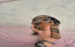 Dachshund dogs for sale: Miniature dachshund puppies PRA CLR - Image 36