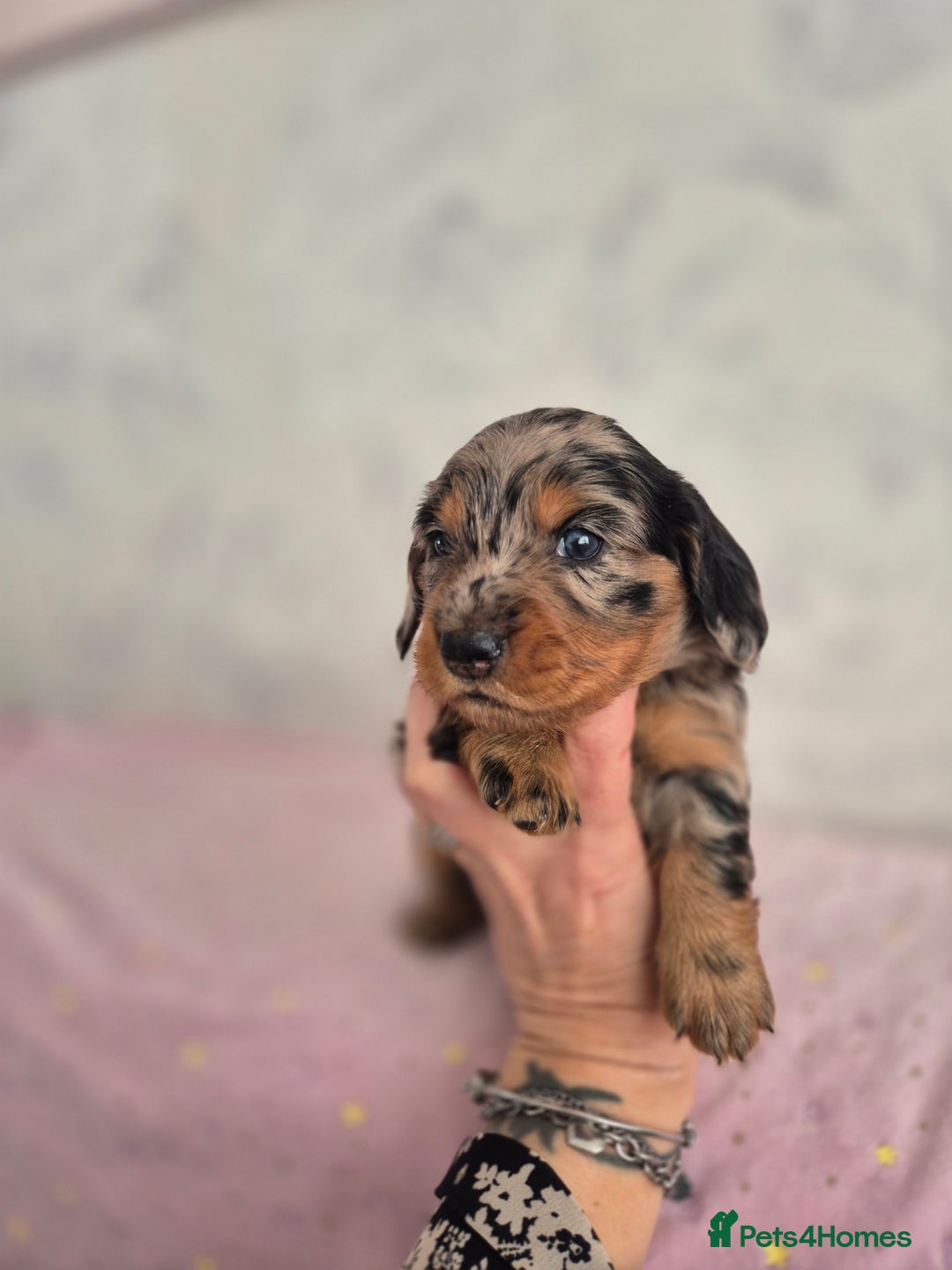 Dachshund dogs for sale: Miniature dachshund puppies PRA CLR - Image 36