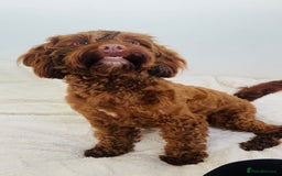 Cockapoo dogs for sale: Cockapoo female 15 months old  - Image 4