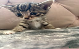 Mixed Breed cats for sale: 6 kittens not ready till 14th August  - Image 24