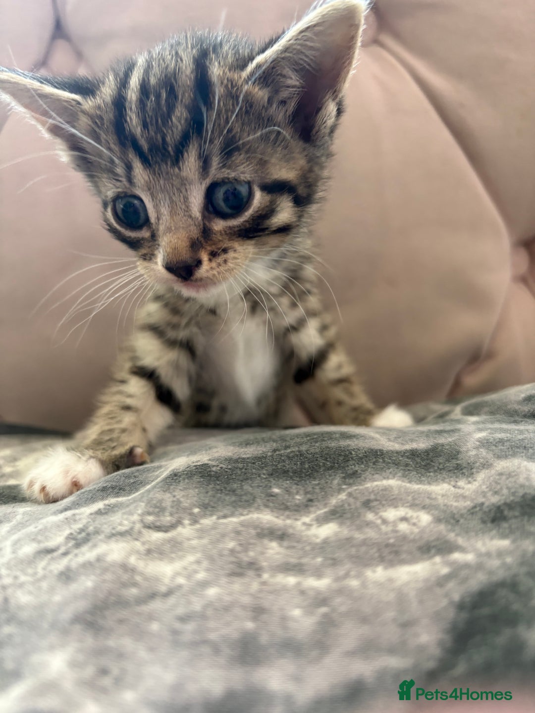 Mixed Breed cats for sale: 6 kittens not ready till 14th August  - Image 24