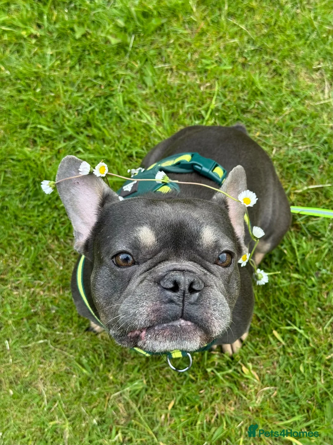 French Bulldog dogs for stud: 🐾💙 Vadar - French Bulldog 💙🐾 in Hereford - Advert 6