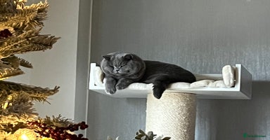 British Shorthair cats - Advert 2