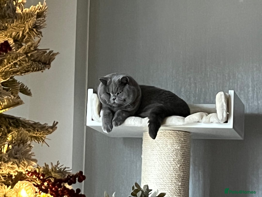 British Shorthair cats for sale: British shorthair - Image 3