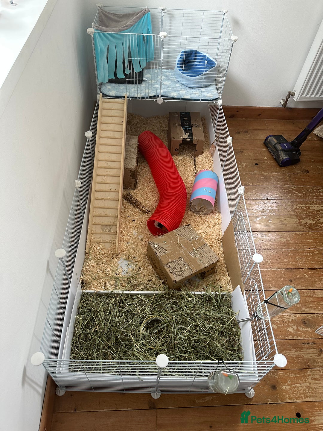 Guinea Pig rodents for sale: 2 male bonded guinea pigs and all accessories  - Image 7