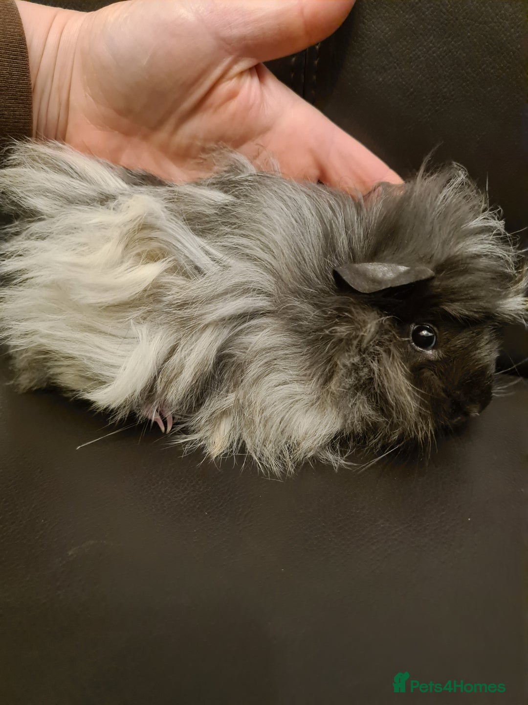 Guinea Pig rodents for sale: Long haired Peruvian-cross baby boys - Image 5