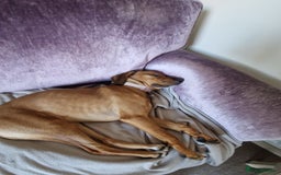 Mixed Breed dogs for adoption: Myrtle - 8 months, female Vizla mix - Image 7