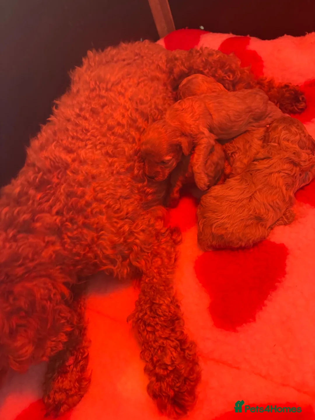 Miniature Poodle dogs for sale: KC Reg Miniature Poodles Puppies  - Advert 2