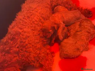 Miniature Poodle dogs KC Reg Miniature Poodles Puppies - Advert 2