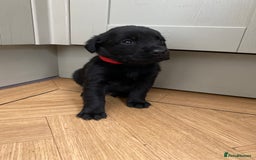 Mixed Breed dogs for sale: Beautiful pointer lab puppies!  - Image 1