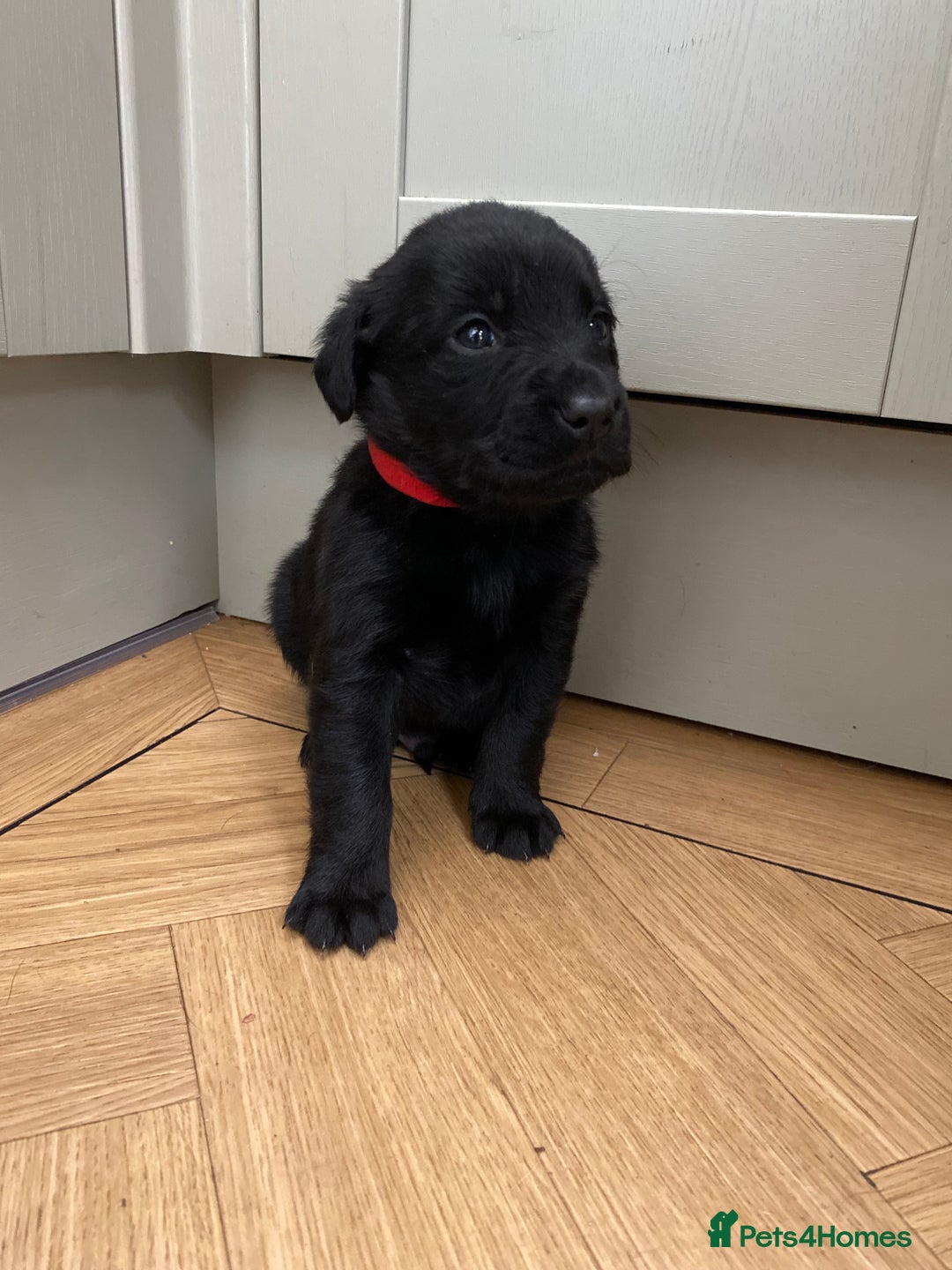 Mixed Breed dogs for sale: Beautiful pointer lab puppies!  - Image 1