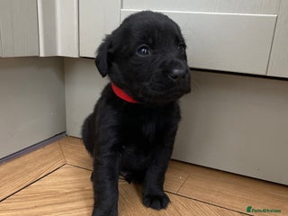 Mixed Breed dogs - Advert 5