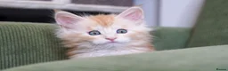 Maine Coon cats for sale: Rare Red Shaded TICA Maine Coon Kittens - Advert 23