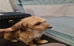 Mixed Breed dogs for sale: Stunning maltipoo x pug puppies  - Advert 2