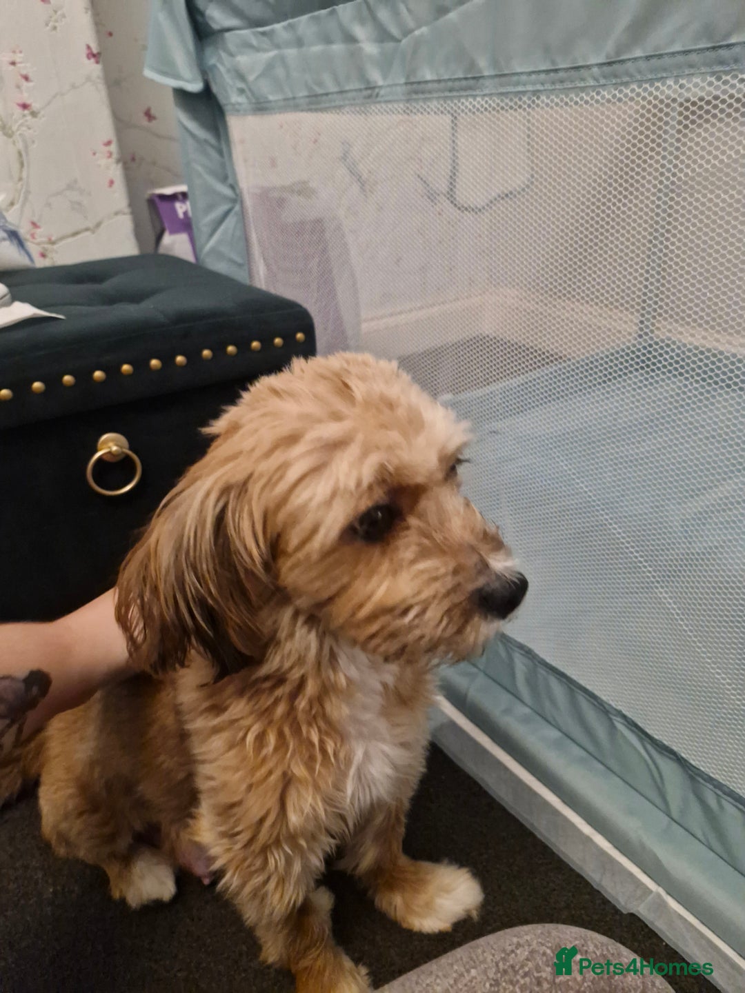 Mixed Breed dogs for sale: Stunning maltipoo x pug puppies  - Advert 2