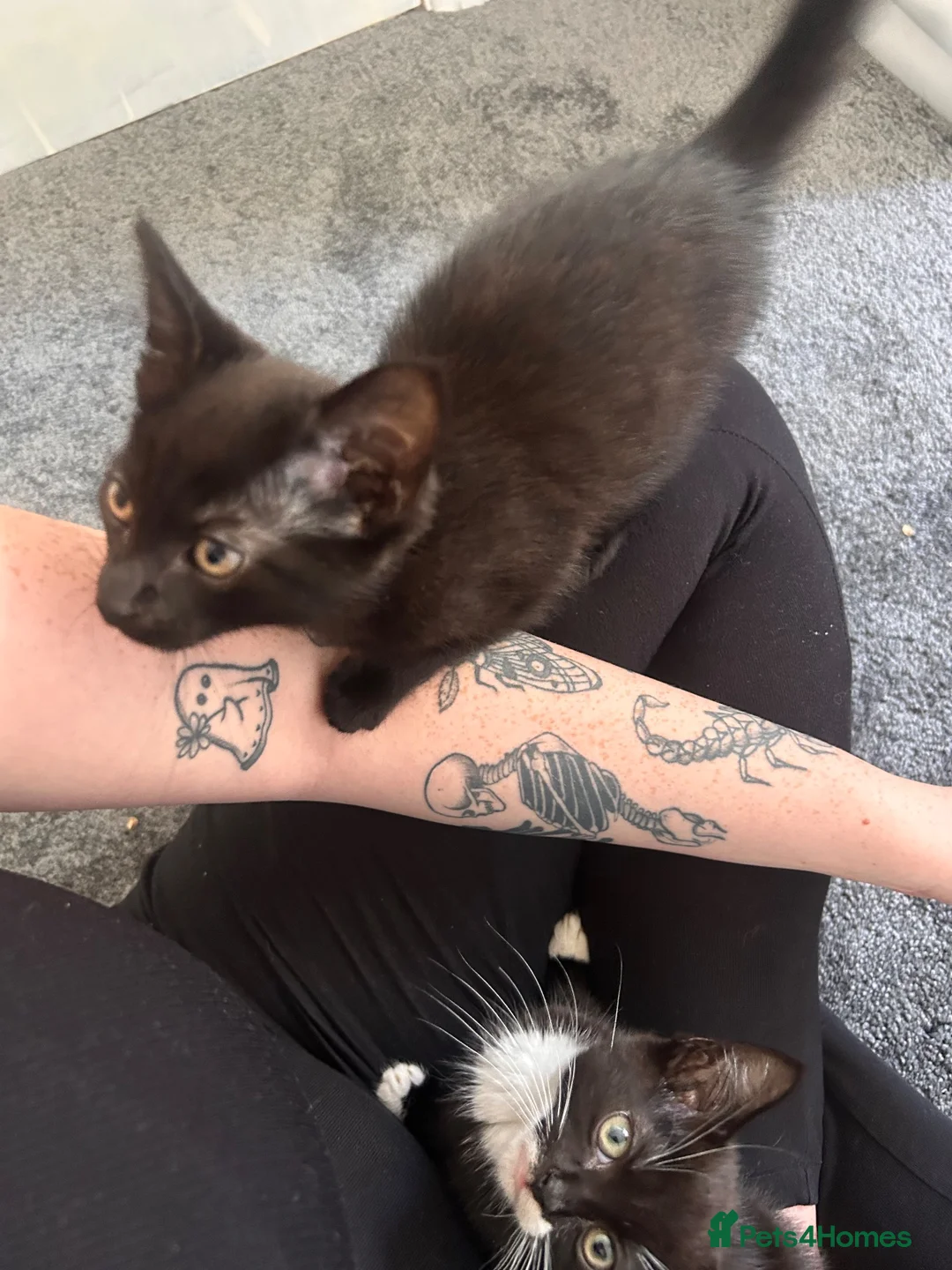 Mixed Breed cats for sale: 2 kittens in Scunthorpe - Advert 2