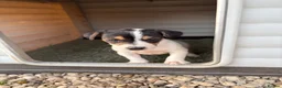 Jack Russell dogs for sale: 6 beautiful Jack russle puppies  in Bristol - Advert 3