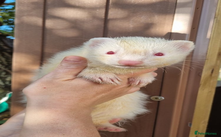 Ferret rodents - Advert 4