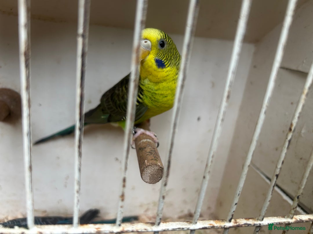 Budgerigars birds for sale: Budgies for sale, black wings, all in good health  - Image 10