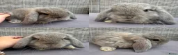Mini Lop rabbits for sale: Pure mini lops - Advert 3