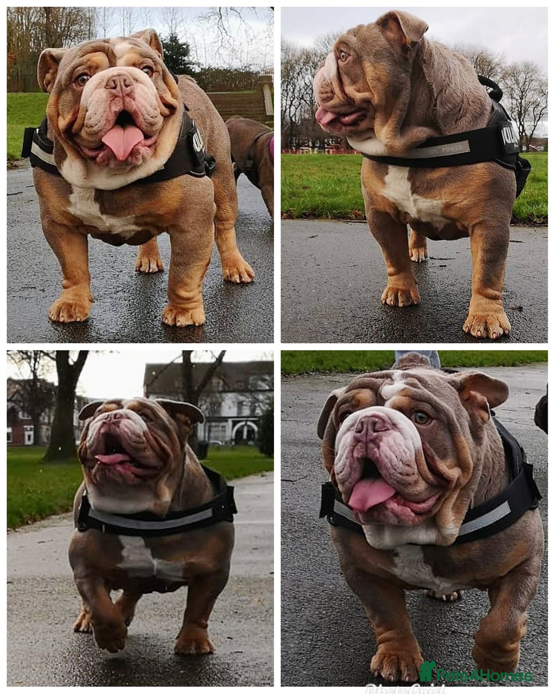 English Bulldog dogs for stud: Freddie Lilac tri stud in Manchester - Advert 7