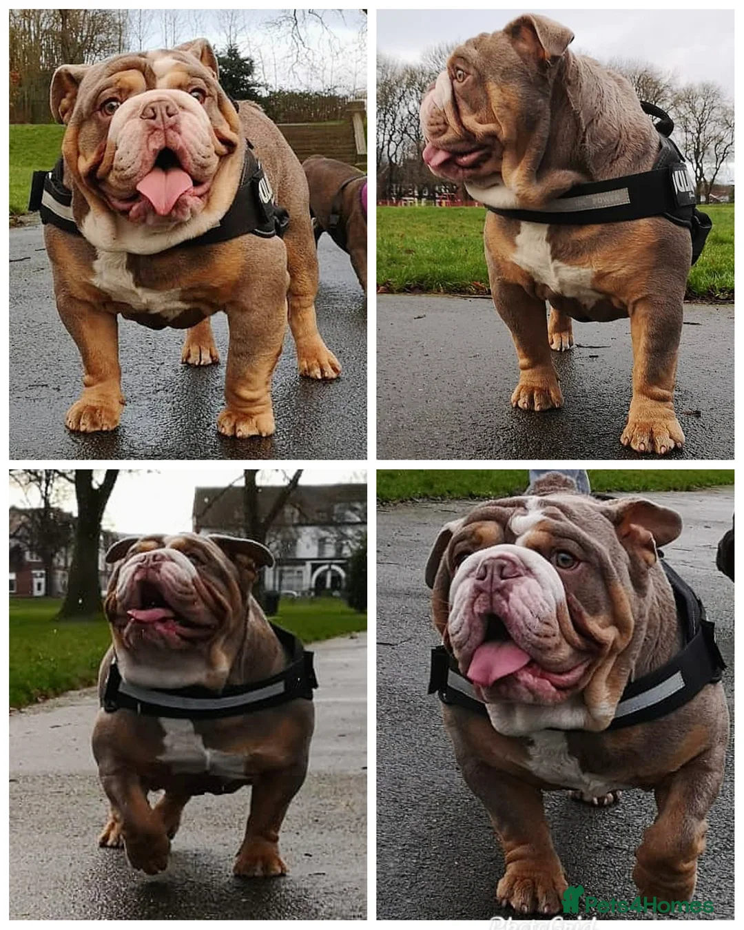 English Bulldog dogs for stud: Freddie Lilac tri stud in Manchester - Advert 7